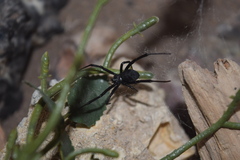 Latrodectus dahli