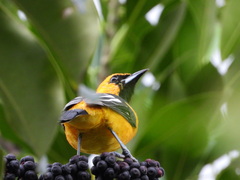 Icterus pectoralis