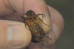 Phyllophaga
