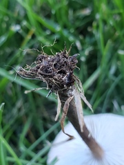 Melanoleuca