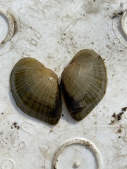 Truncilla truncata