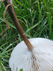 Melanoleuca