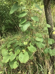 Vitis vulpina