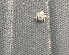Hamataliwa grisea