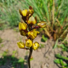 Eulophia parviflora