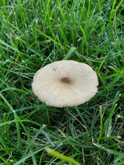 Melanoleuca