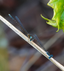 Nehalennia pallidula