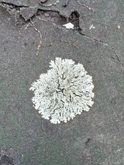 Flavoparmelia baltimorensis