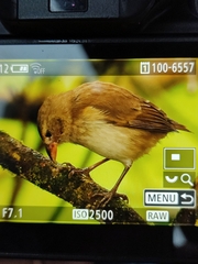 Camarhynchus pallidus