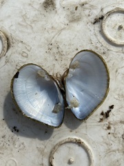 Truncilla truncata