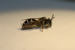 Andrena canadensis