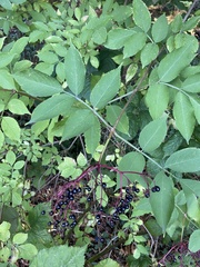 Sambucus nigra
