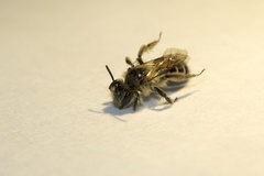 Andrena canadensis