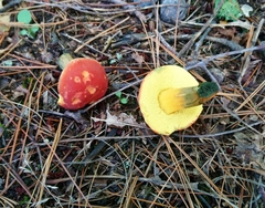 Boletus sensibilis
