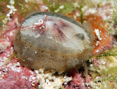 Emarginella