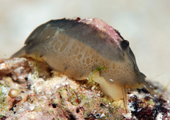Emarginella