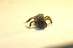 Andrena canadensis