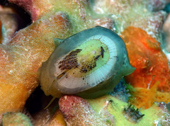 Emarginella