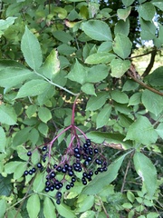 Sambucus nigra