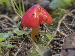 Hygrocybe cuspidata