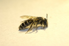 Andrena canadensis