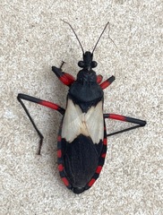 Microtomus cinctipes