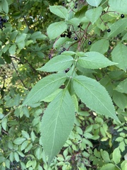 Sambucus nigra