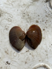 Truncilla truncata