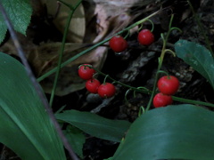 Convallaria