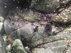 Chamberlainium tumidum