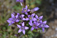 Gentianella germanica