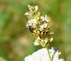 Rutpela maculata