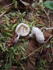 Leucocoprinus brebissonii