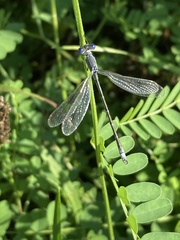 Lestes unguiculatus