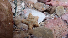 Asterina gibbosa