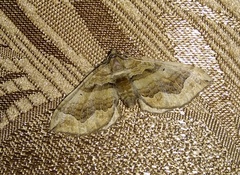 Pelurga comitata