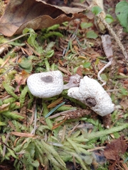 Leucocoprinus brebissonii