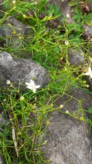 Moehringia muscosa