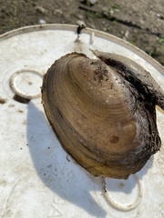 Potamilus fragilis