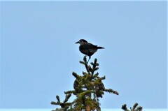 Nucifraga caryocatactes