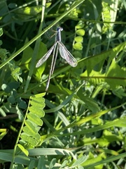 Lestes unguiculatus