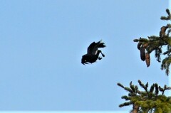 Nucifraga caryocatactes