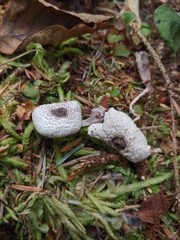 Leucocoprinus brebissonii