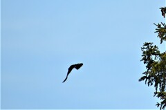 Nucifraga caryocatactes