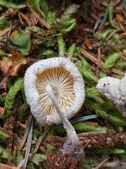 Leucocoprinus brebissonii