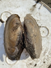 Potamilus fragilis