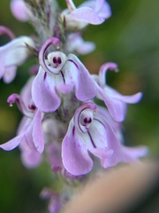 Pedicularis attollens