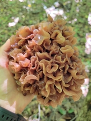 Phaeotremella frondosa