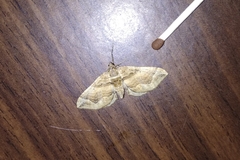 Pelurga comitata