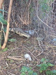 Varanus albigularis albigularis